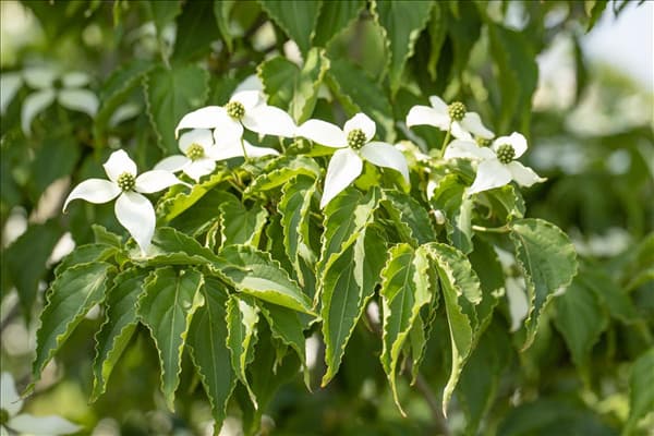 Cornus kousa 'Satomi'®