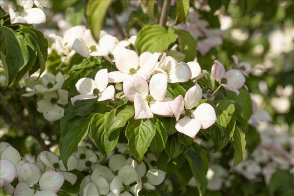 Cornus kousa 'Satomi'®
