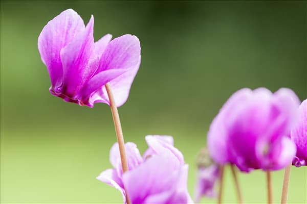 Cyclamen hederifolium 'Ivy Ice Purple'