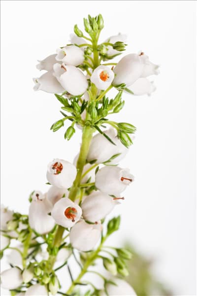 Erica cinerea 'Heideperle'®