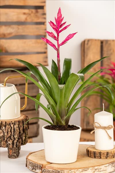Guzmania 'Claire'