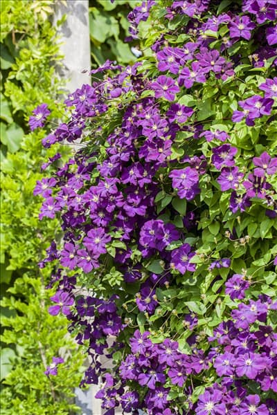 Clematis viticella 'Etoile Violette'
