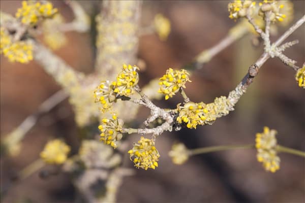 Cornus mas 'Jolico'