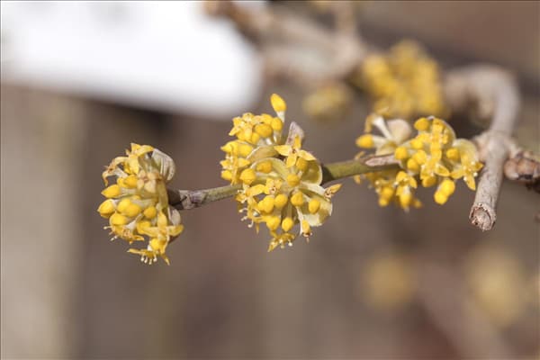 Cornus mas 'Jolico'