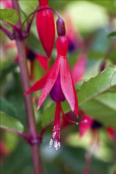 Fuchsia magellanica