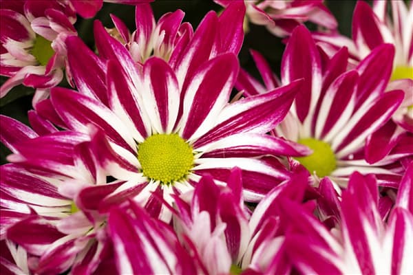Chrysanthemum indicum 'Rainbow'