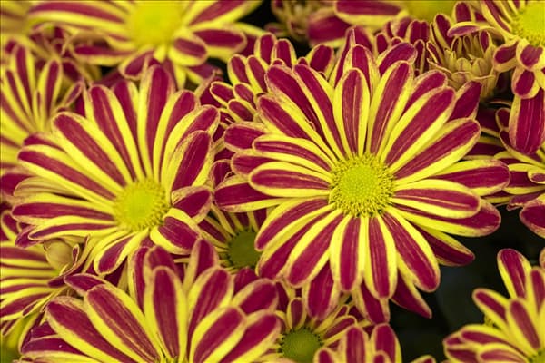 Chrysanthemum indicum 'Rainbow'
