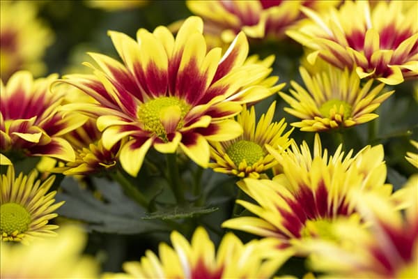 Chrysanthemum indicum 'Rainbow'