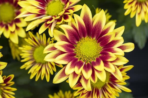 Chrysanthemum indicum 'Rainbow'