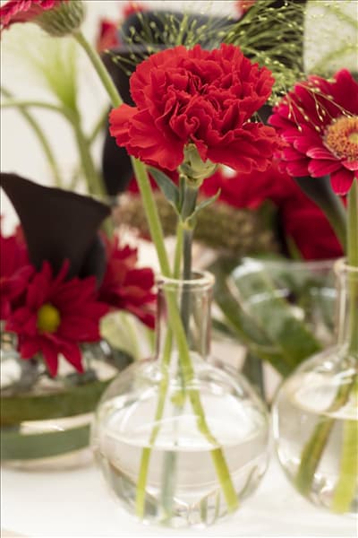 Dianthus