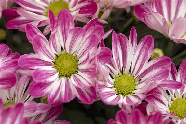 Chrysanthemum indicum 'Rainbow'