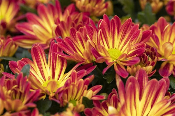 Chrysanthemum indicum 'Rainbow'