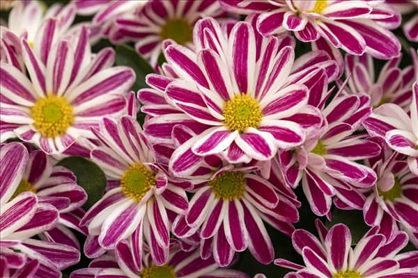 Chrysanthemum indicum 'Rainbow'