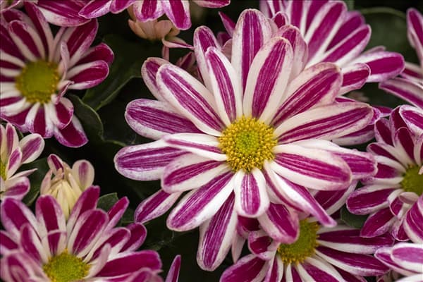 Chrysanthemum indicum 'Rainbow'