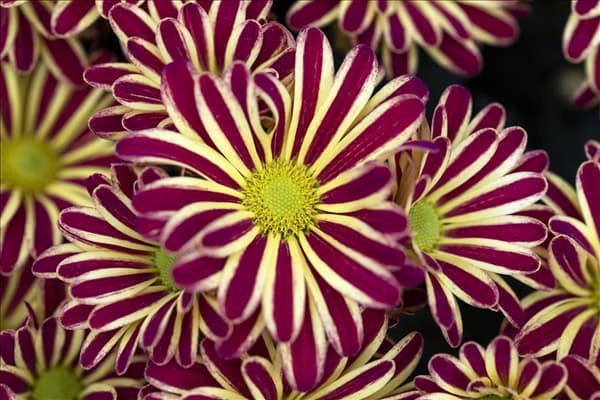 Chrysanthemum indicum 'Rainbow Circus'