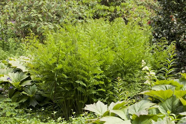 Osmunda regalis