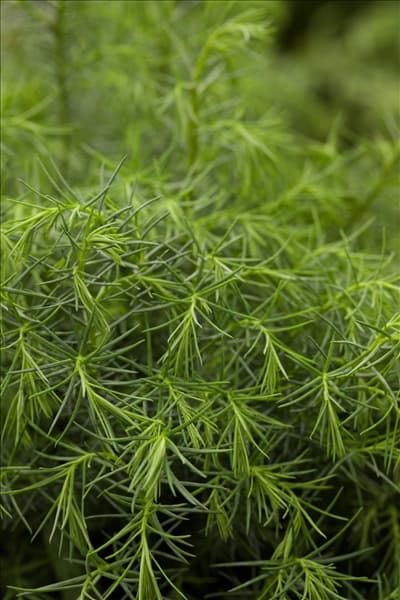 Cryptomeria japonica 'Elegans Viridis'