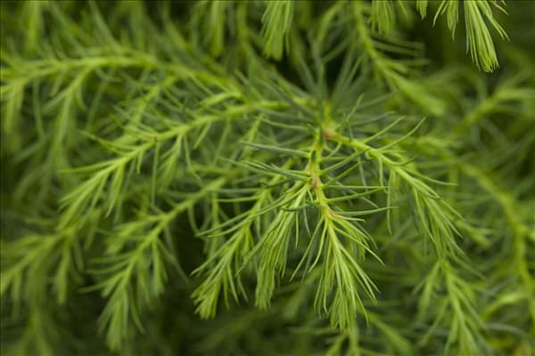 Cryptomeria japonica