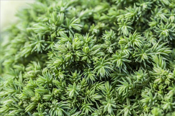 Cryptomeria japonica