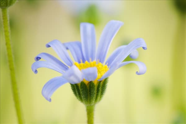 Felicia amelloides