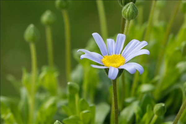 Felicia amelloides