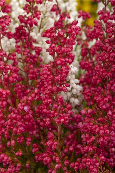 Erica gracilis 'Hessenmädchen'