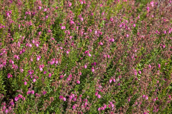 Erica tetralix