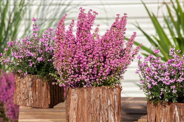 Erica tetralix