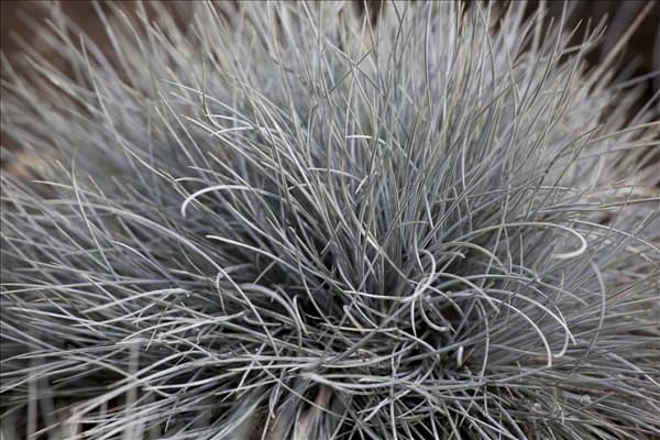 Festuca cinerea