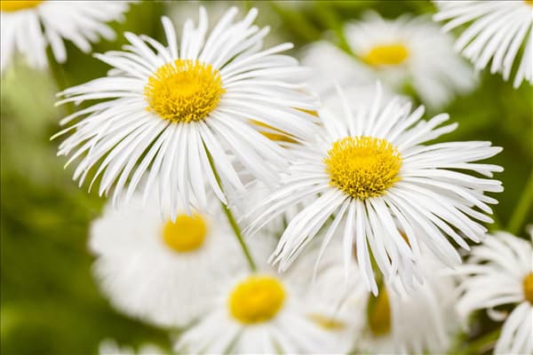 Erigeron 'Sommerneuschnee'