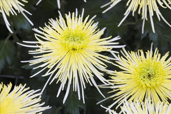 Chrysanthemum indicum 'White Spider'