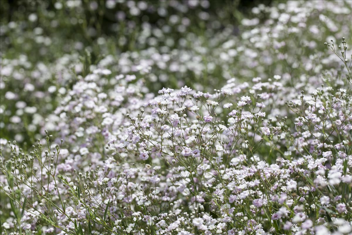 Gypsophila paniculata