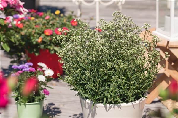 Gypsophila paniculata