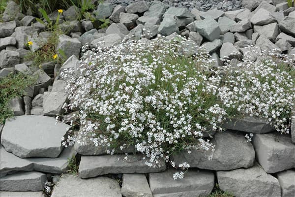 Gypsophila paniculata