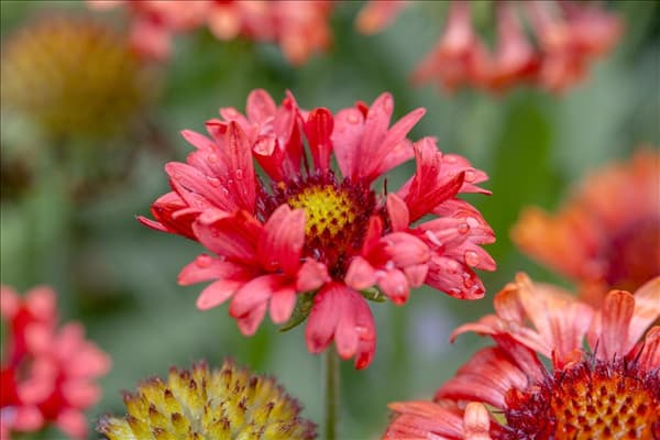 Gaillardia x grandiflora