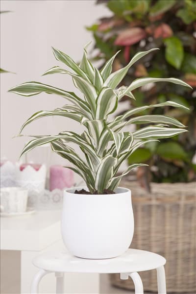 Dracaena fragrans 'White Jewel'