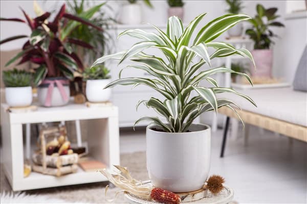 Dracaena fragrans 'White Jewel'