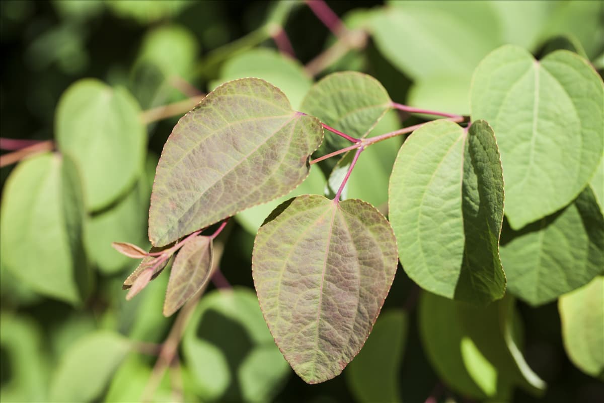 Cercis canadensis