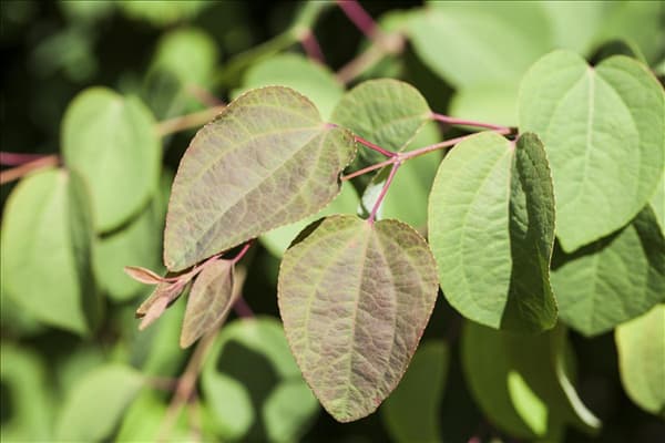Cercis canadensis