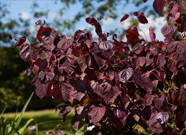 Cercis canadensis 'Forest Pansy'