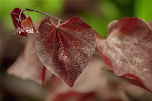 Cercis canadensis 'Forest Pansy'