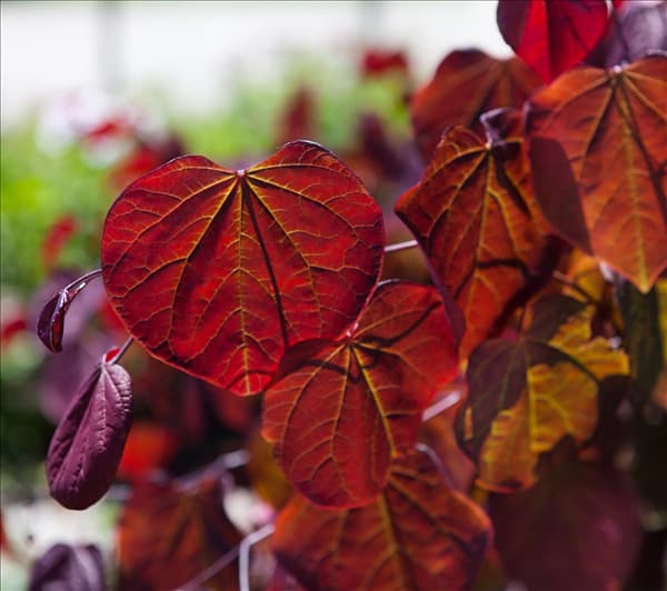 Cercis canadensis