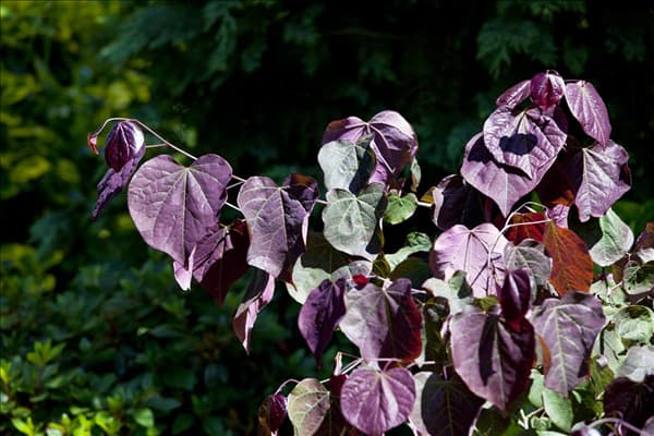 Cercis canadensis 'Forest Pansy'