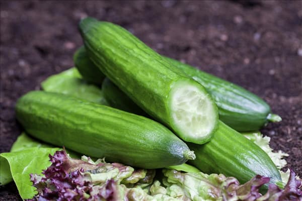 Cucumis sativus