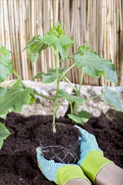 Cucumis sativus
