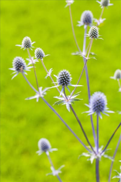 Eryngium planum