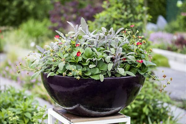 Salvia officinalis 'Tricolor'
