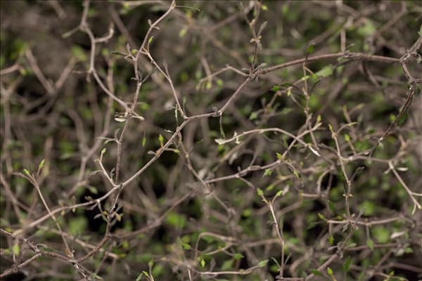 Corokia cotoneaster