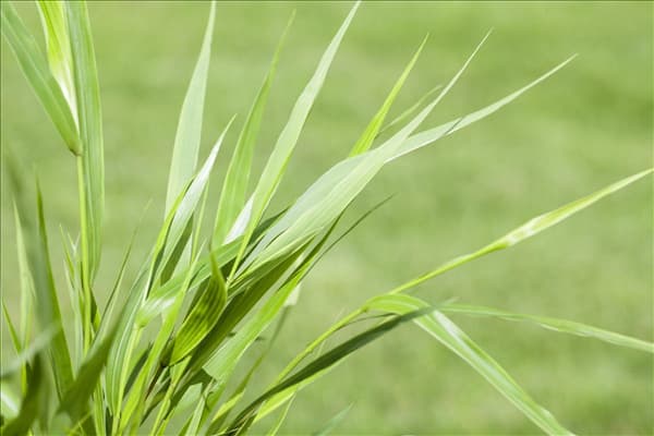 Hakonechloa macra