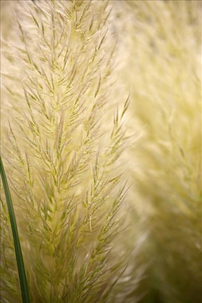 Cortaderia selloana